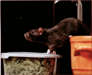 Rat in Cupboard
