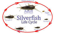 Silverfish Lifecycle