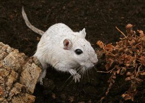 Brisbane Pest Control – Mice, Rats & Rodents
