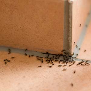 Ants a major problem in Brisbane, Gold Coast, Sunshine Coast, Ipswich and Caboolture