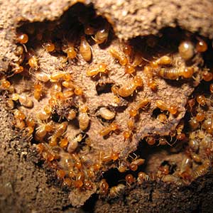 The different types of termites around Brisbane
