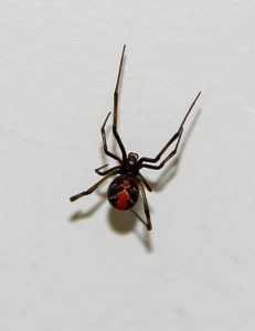 Facts About Redback Spiders