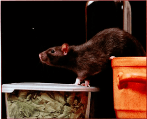 What to do about Rodents